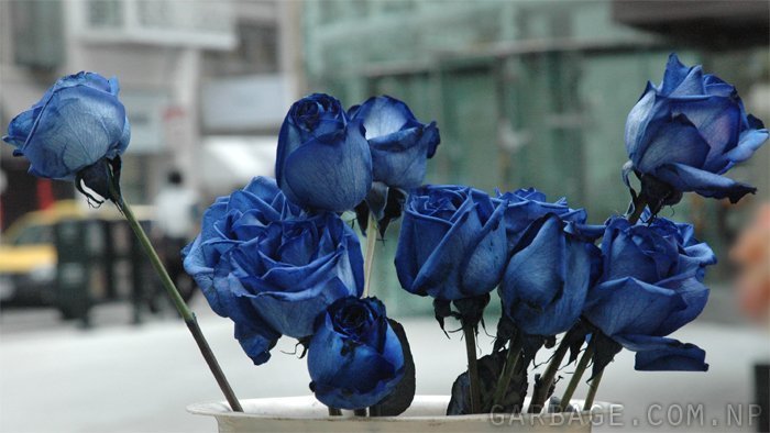 Blue roses