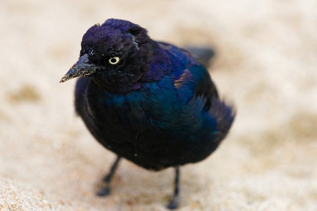 Brewer's Black bird, Santa Cruz, CA